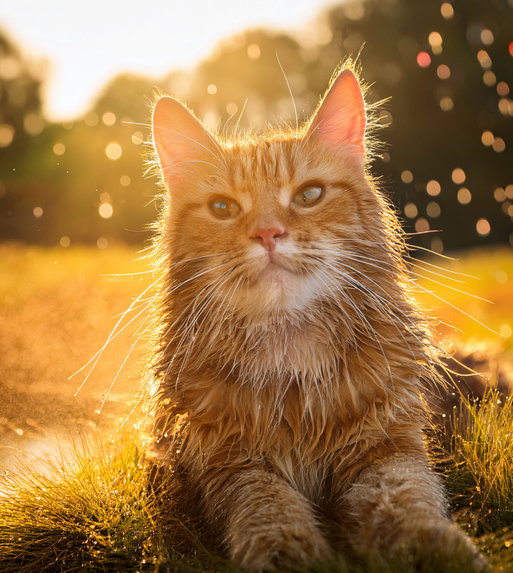 Katze im Sommer, Hitze, VetSpert