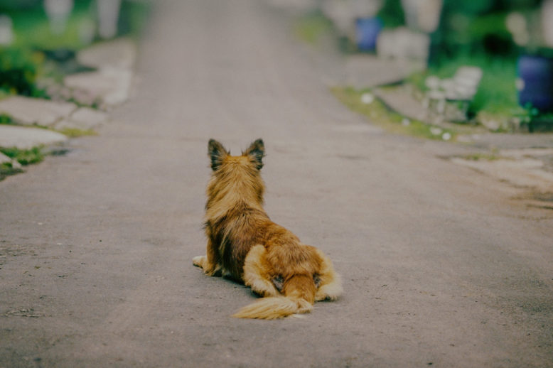 dicky-jiang-Urlaubszeit – was ist mit den Haustieren?