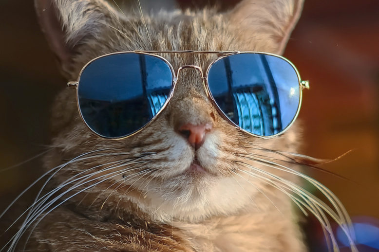 katze im sommer, heiteres bild