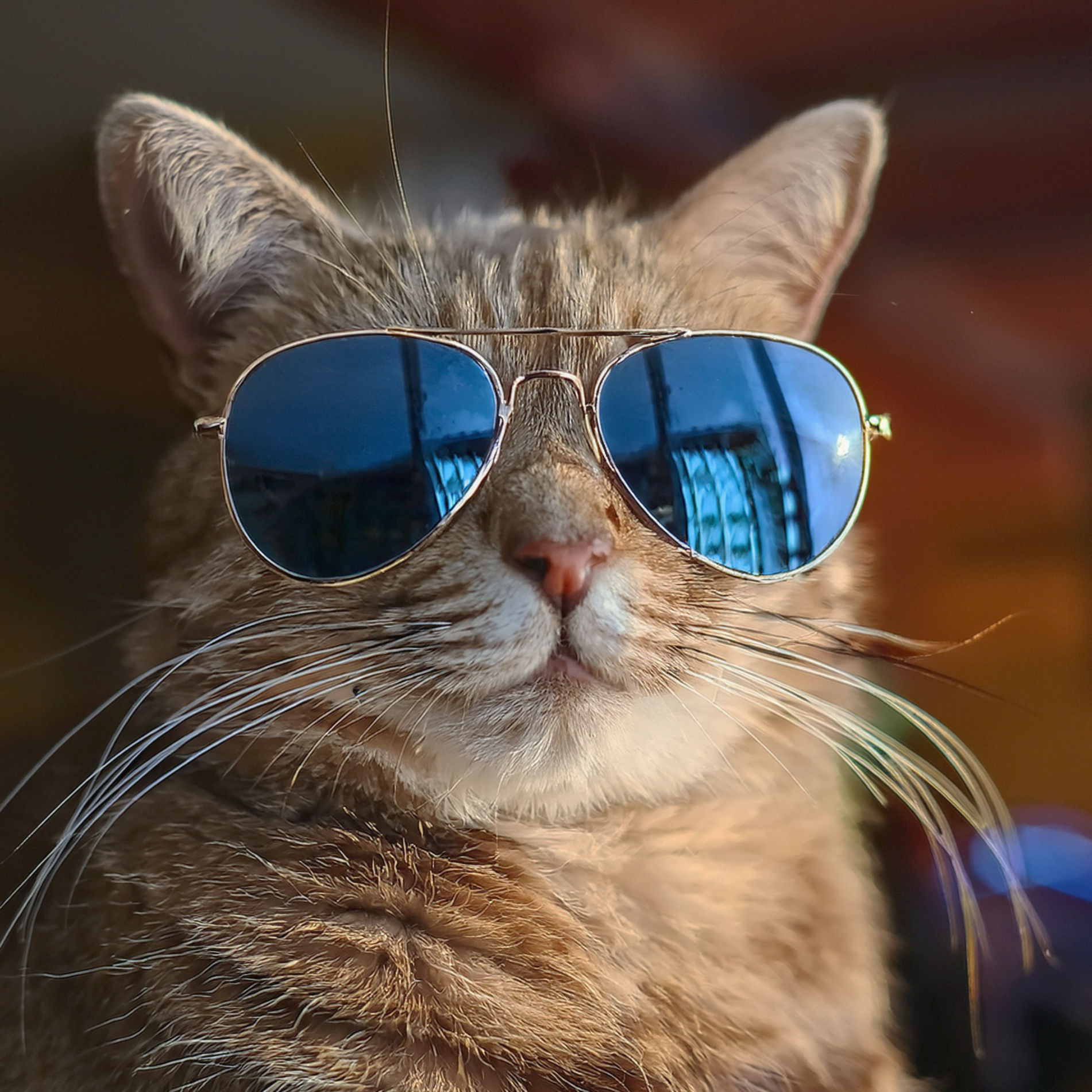 katze im sommer, heiteres bild