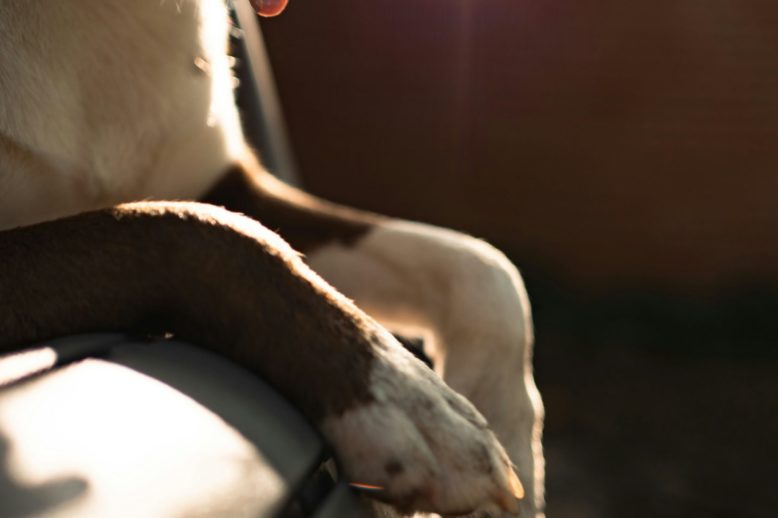 susie-burleson-Was macht die Sommerhitze mit Tieren?