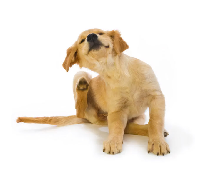 CMS__Hund kratzt sich wegen Parasiten__C__istockphoto