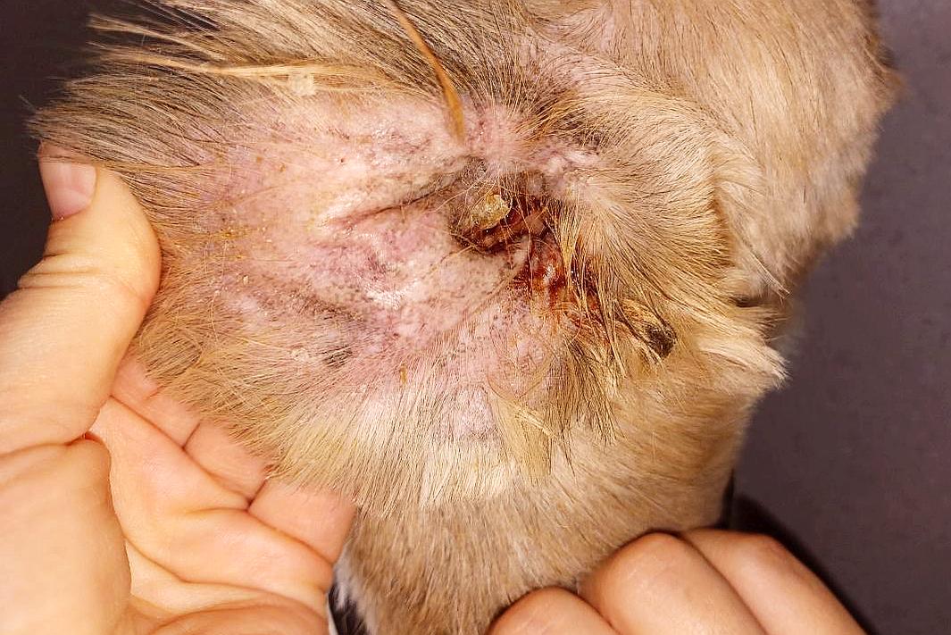 Stark entzündetes rechtes Ohr eines Hundes – der Ohreingang ist kaum noch zu erkennen Stark entzündetes rechtes Ohr eines Hundes – der Ohreingang ist kaum noch zu erkennen