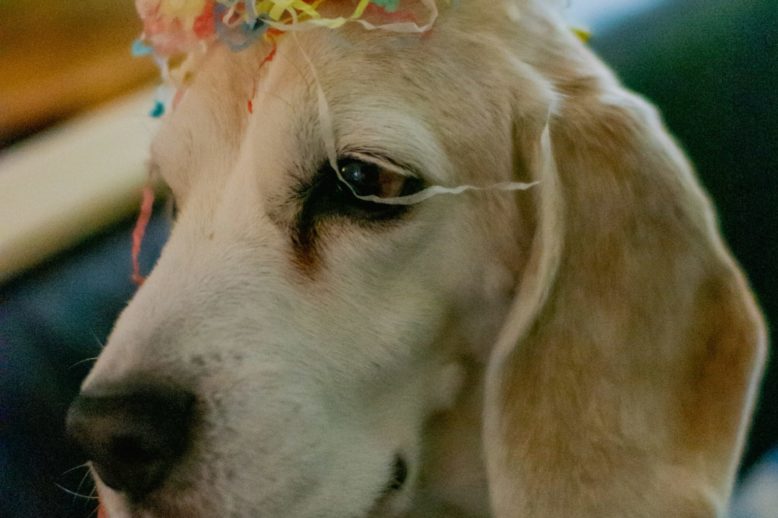 sandra-grunewald-E8uWqRQoL_8-unsplash Hund mit Silvestergirlande auf dem Kopf