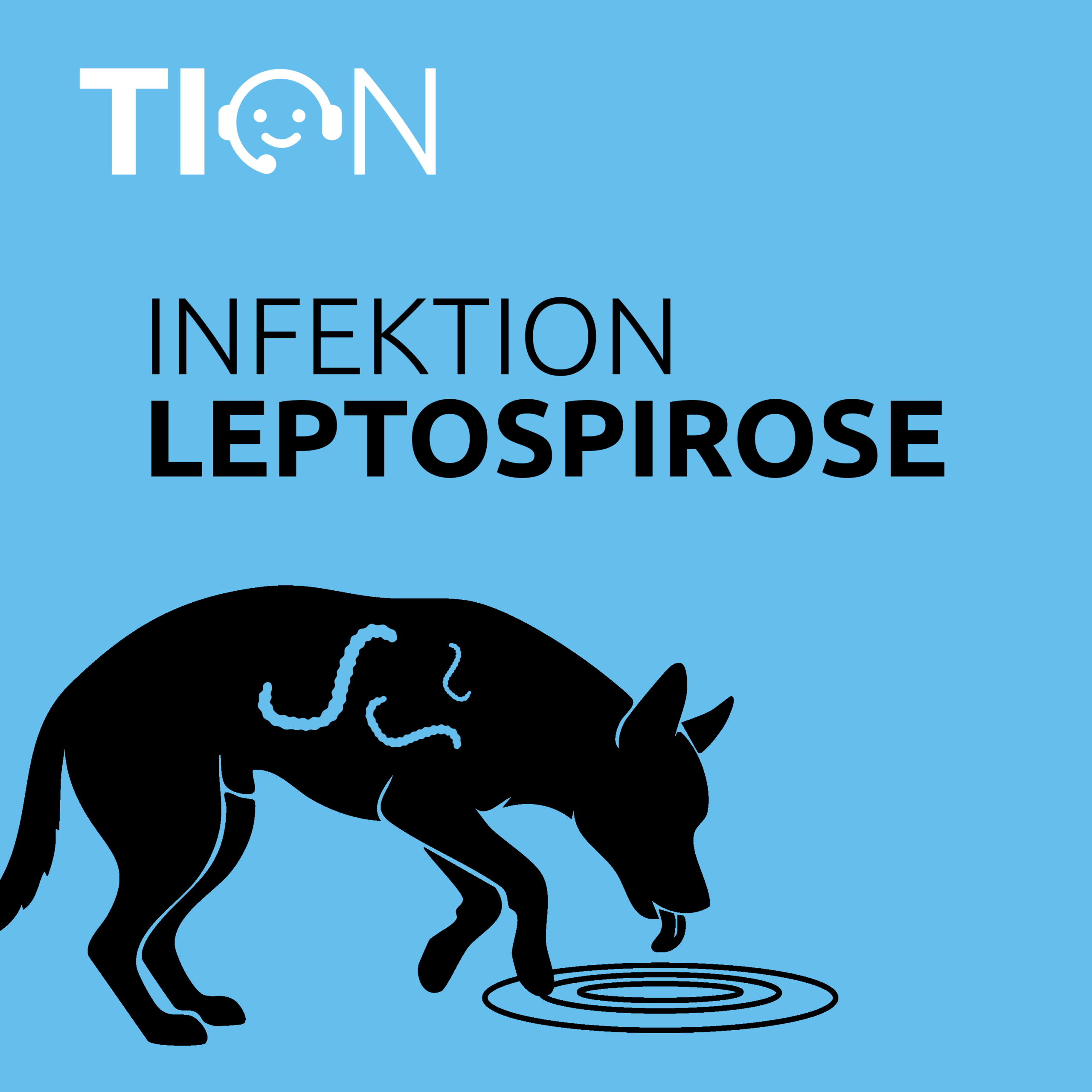 Beitragsbild Hund trinkt aus Pfütze. Neue Podcastfolge: Leptospirose bei Hunden Der Fall Finn – ohne Happy End, aber mit einer wichtigen Botschaft.
