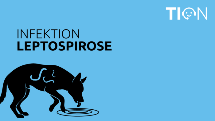 TION-Podcast: Leptospirose bei Hunden