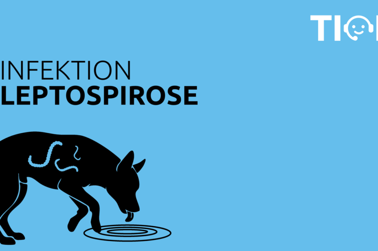 TION-Podcast: Leptospirose bei Hunden